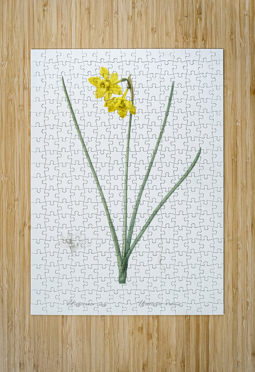 Narcissus odorus illustration  IStockHistory com Puzzle printing