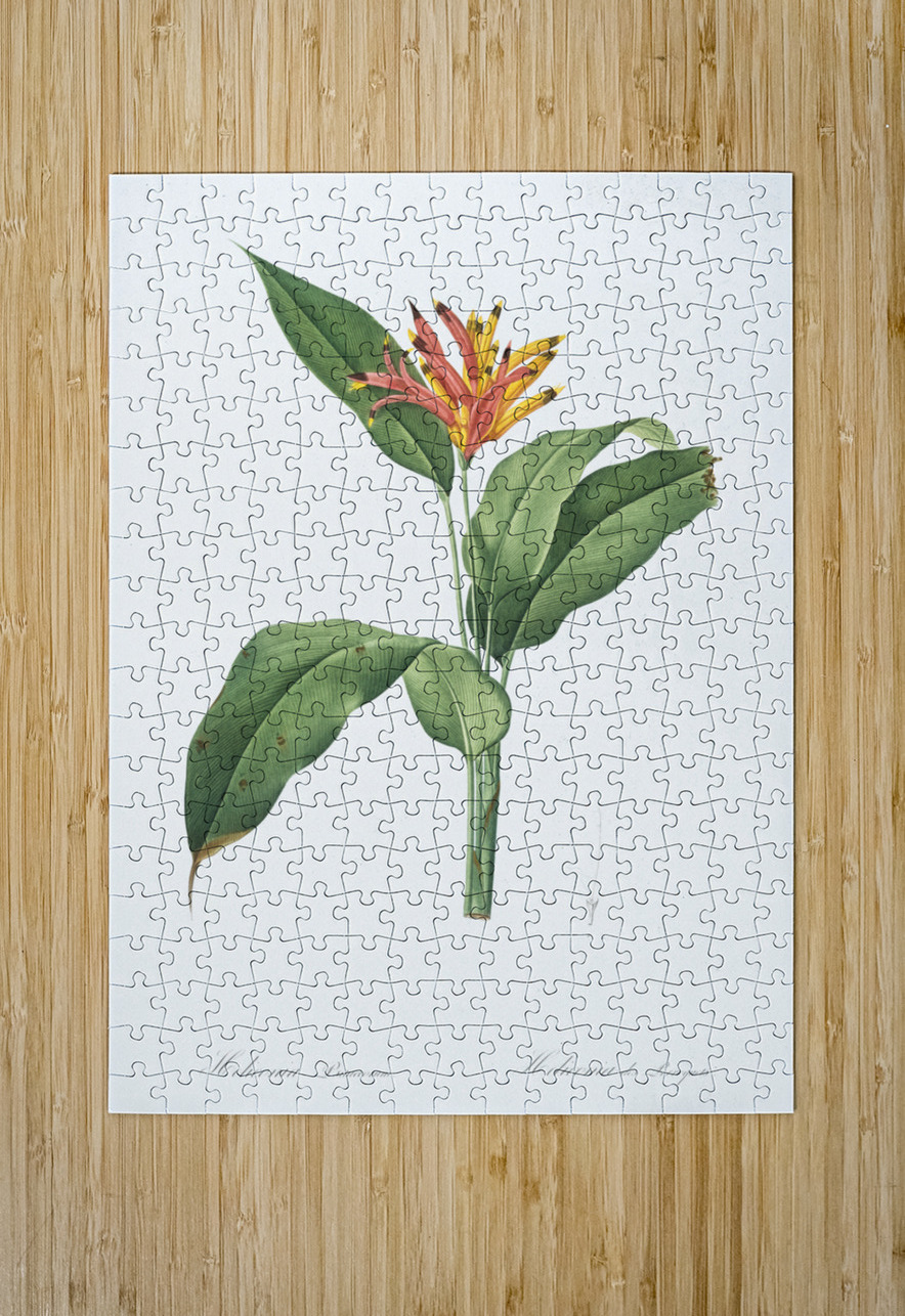 Lobster claws illustration  IStockHistory com Puzzle printing