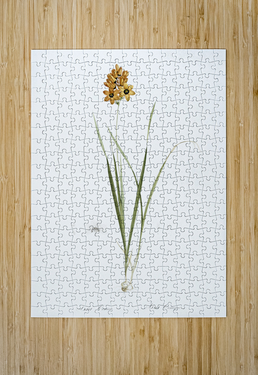 Ixia conica illustration  IStockHistory com Puzzle printing