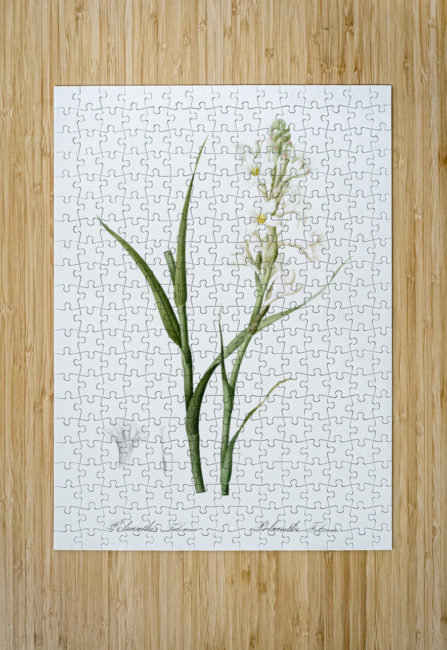Polianthes tuberosa illustration  IStockHistory com Puzzle printing