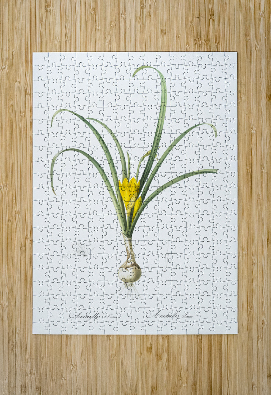 Narcissus poeticus illustration  IStockHistory com Puzzle printing