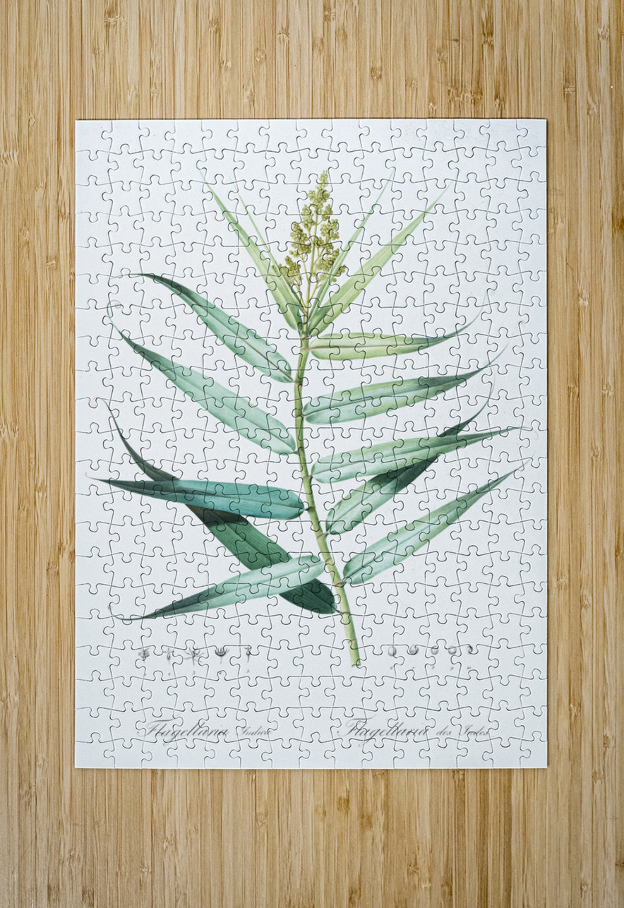 Bush cane illustration  IStockHistory com Puzzle printing