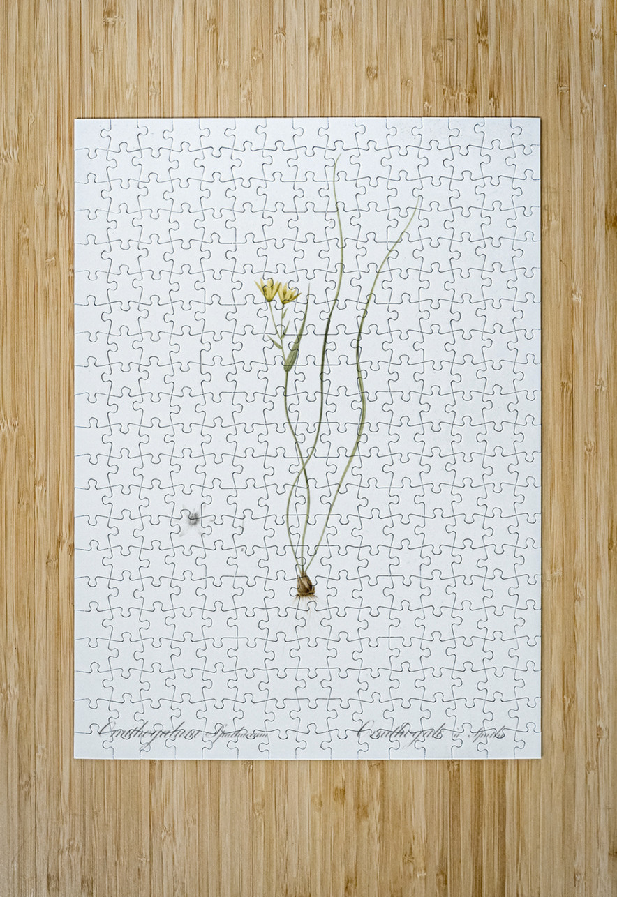 Ornithogalum spathaceum illustration  IStockHistory com Puzzle printing
