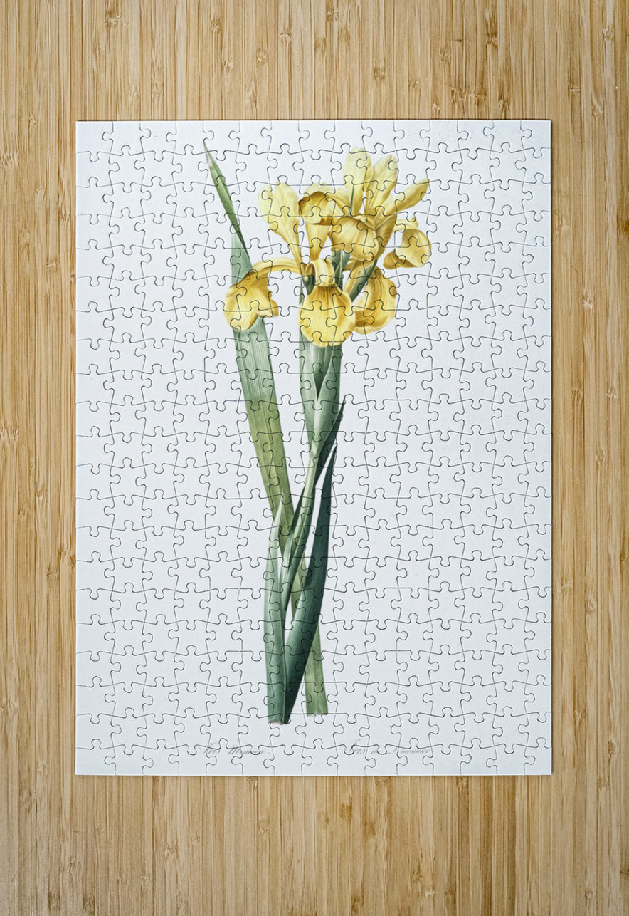 Iris Monnieri illustration  IStockHistory com Puzzle printing
