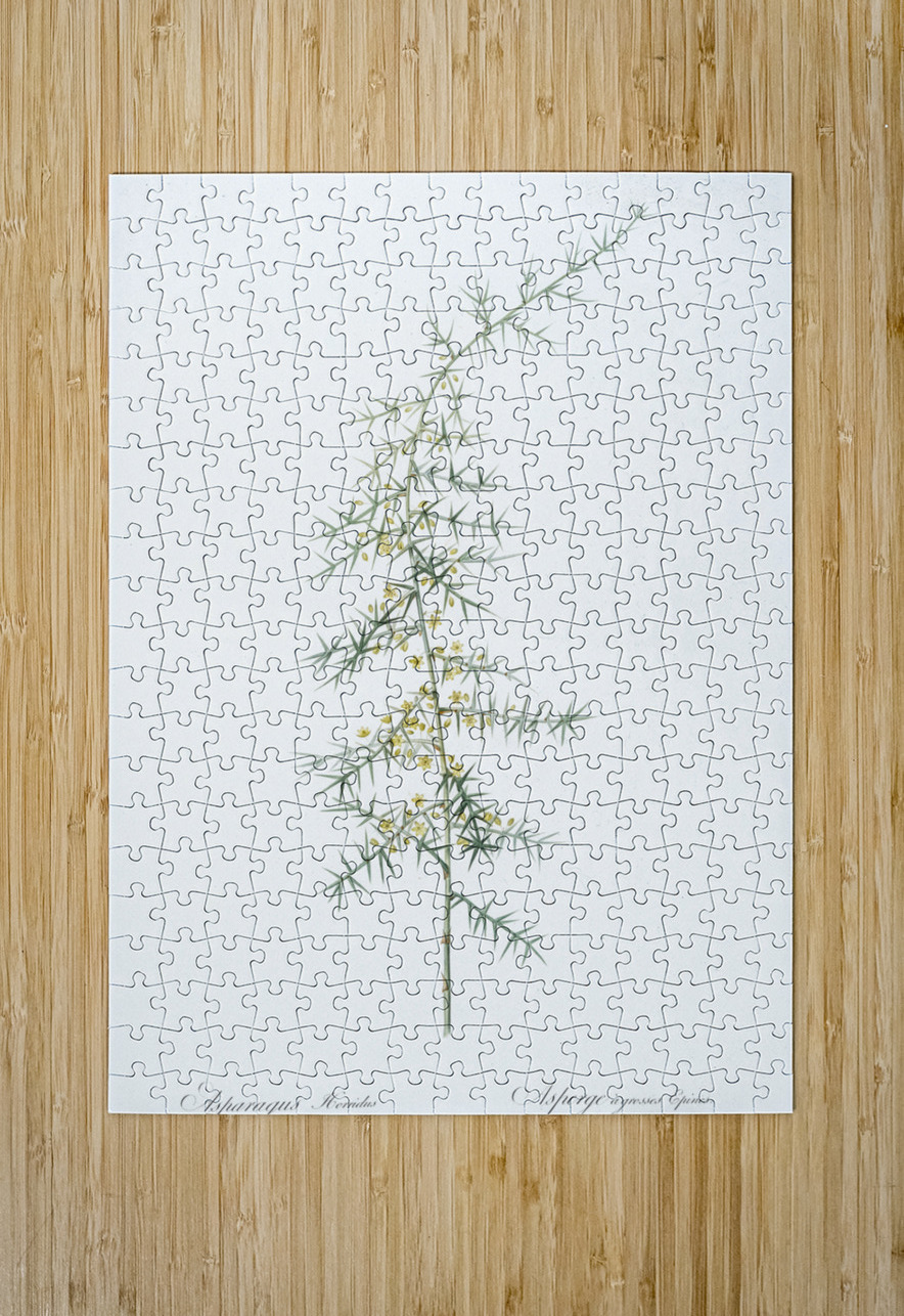 Asparagus horridus illustration  IStockHistory com Puzzle printing