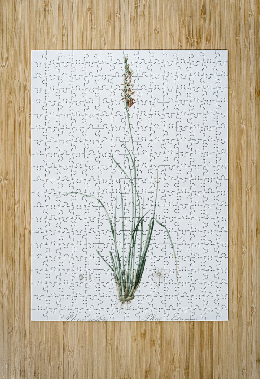 Rush featherling illustration  IStockHistory com Puzzle printing