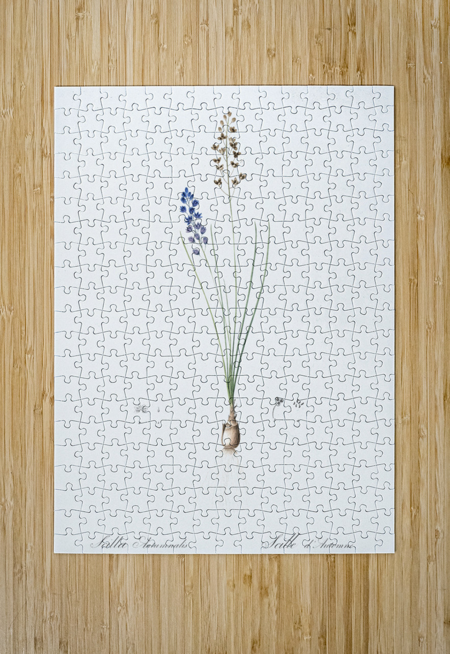 Autumn squill illustration IStockHistory com Puzzle printing