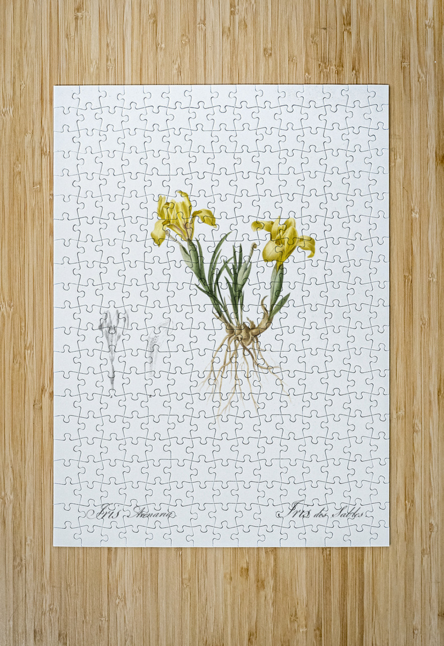 Sand iris illustration  IStockHistory com Puzzle printing