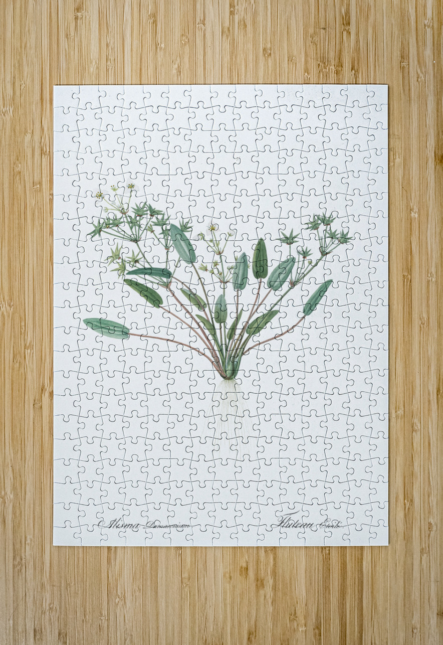 Starfruit illustration  IStockHistory com Puzzle printing