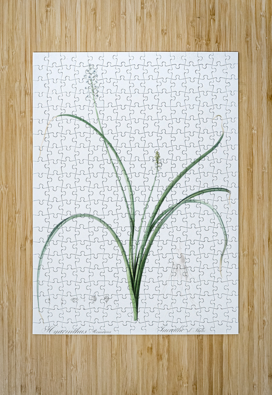 Roman hyacinth illustration  IStockHistory com Puzzle printing