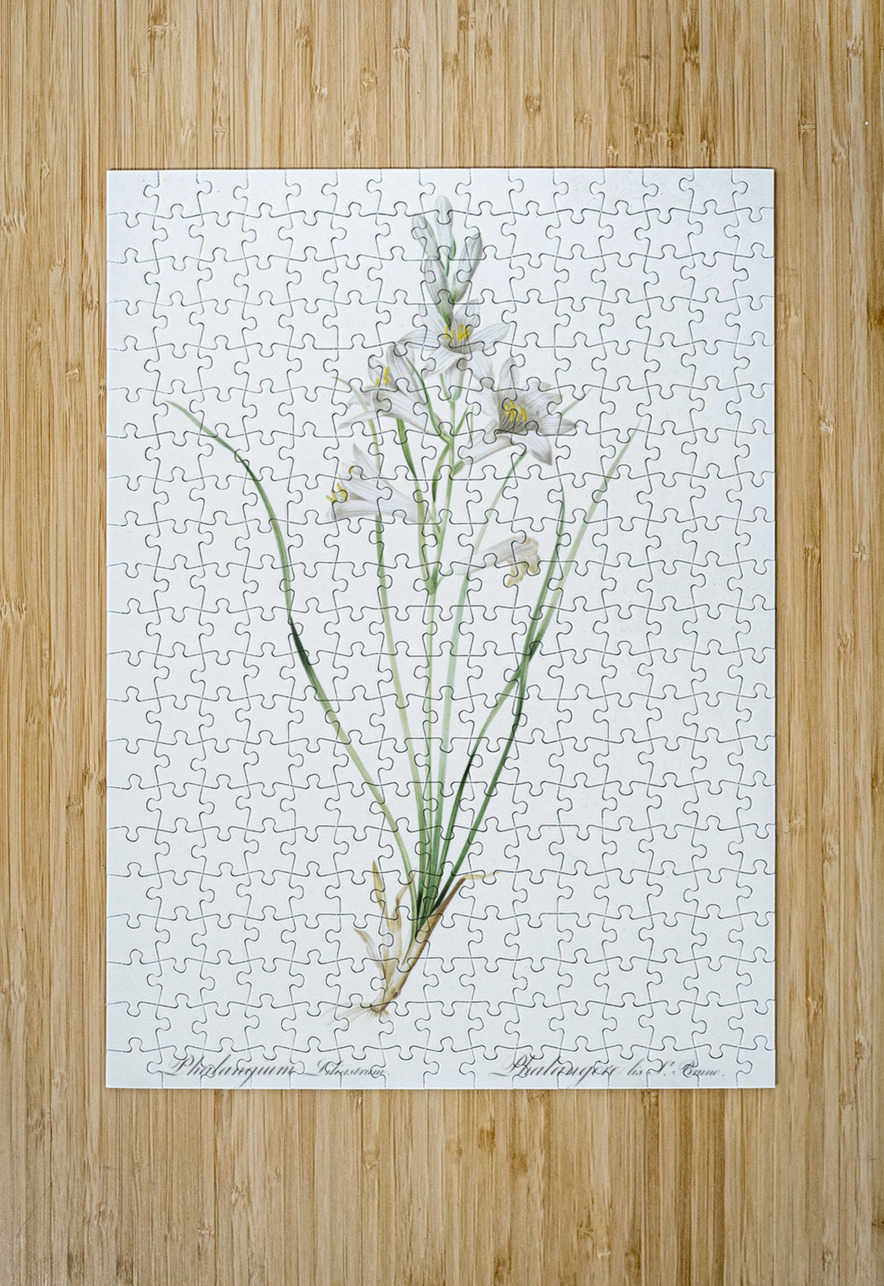 Paradise lily illustration  IStockHistory com Puzzle printing