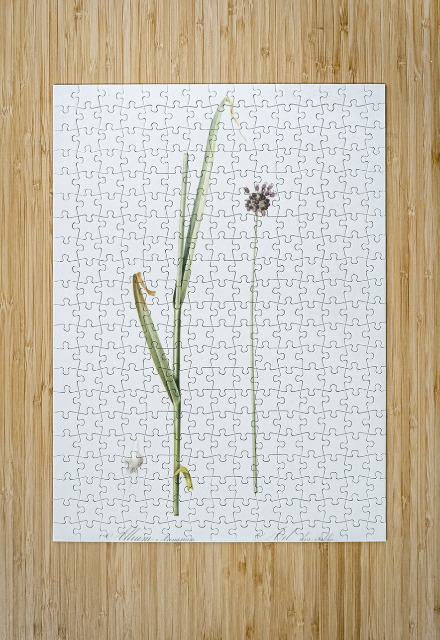 Sand leek illustration  IStockHistory com Puzzle printing