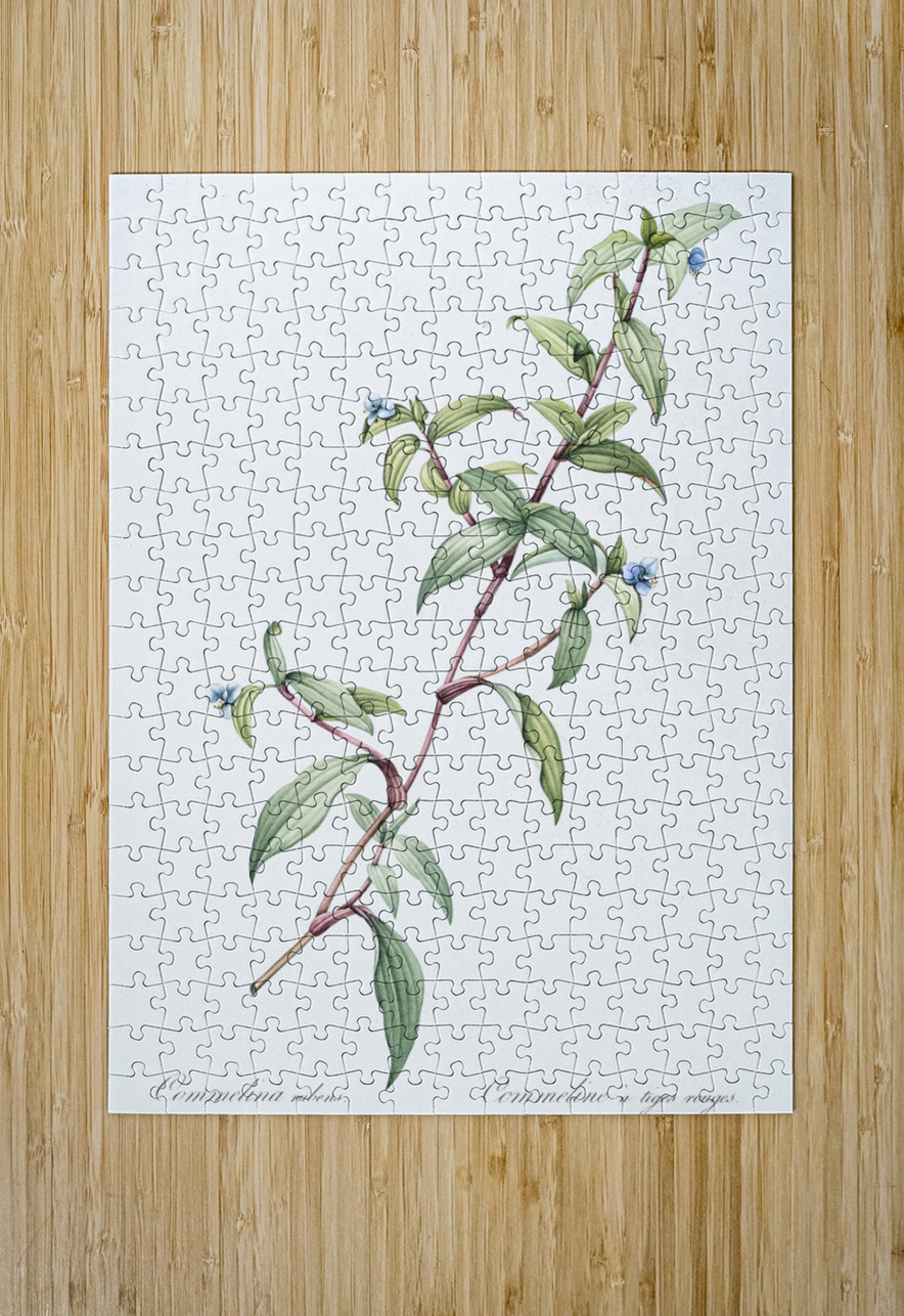 Birdbill dayflower illustration  IStockHistory com Puzzle printing