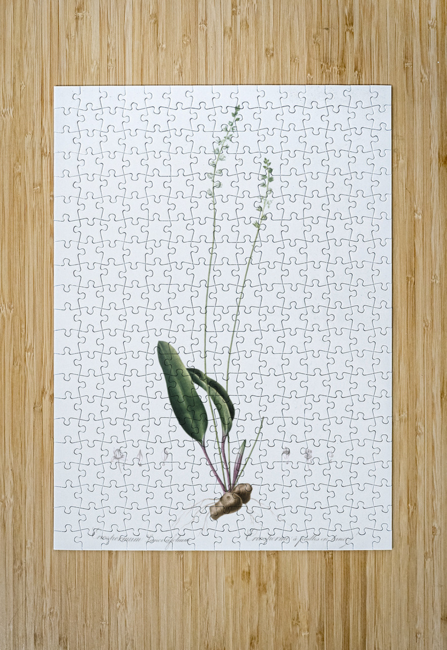 Eriospermum lanceaefolium illustration  IStockHistory com Puzzle printing