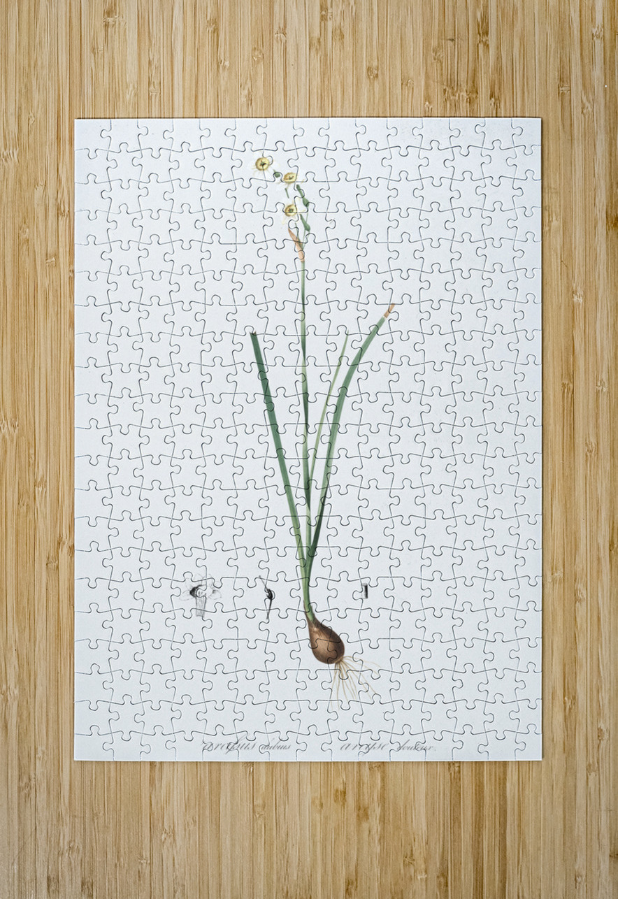 Species daffodil illustration  IStockHistory com Puzzle printing