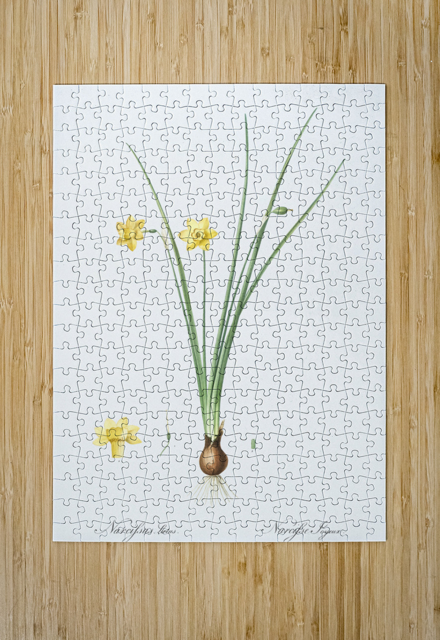 Daffodil illustration  IStockHistory com Puzzle printing