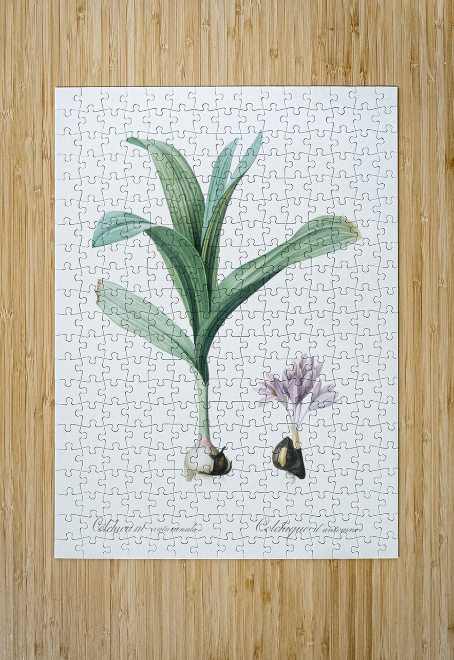 Autumn crocus illustration  IStockHistory com Puzzle printing