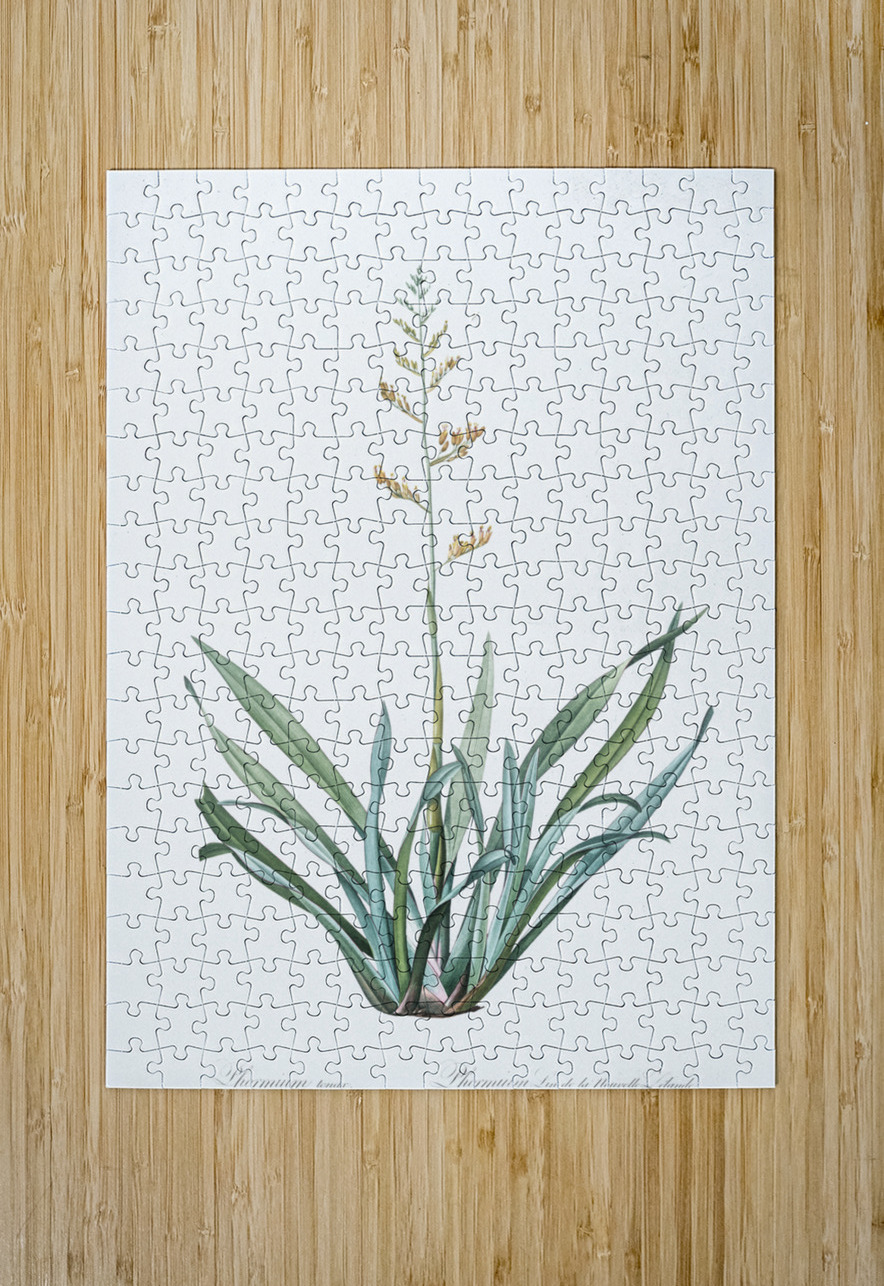 New Zealand flax illustration  IStockHistory com Puzzle printing