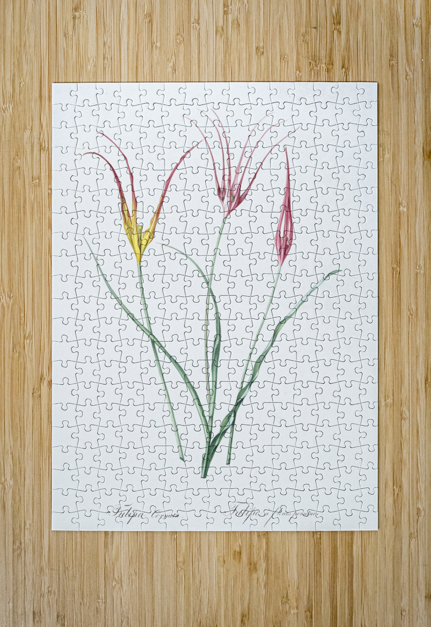 Horned tulip illustration  IStockHistory com Puzzle printing