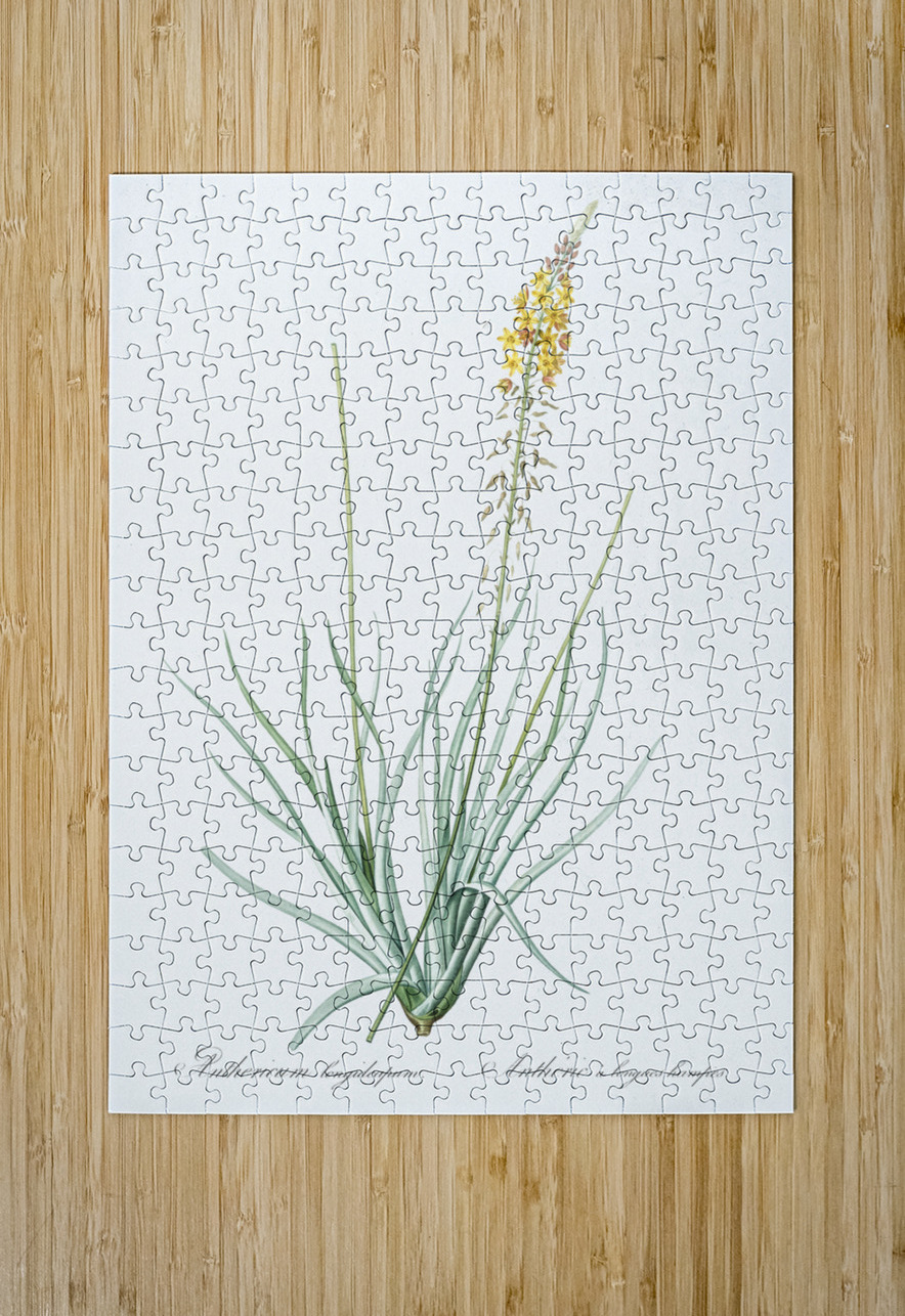 Broadleaf wild leek illustration  IStockHistory com Puzzle printing