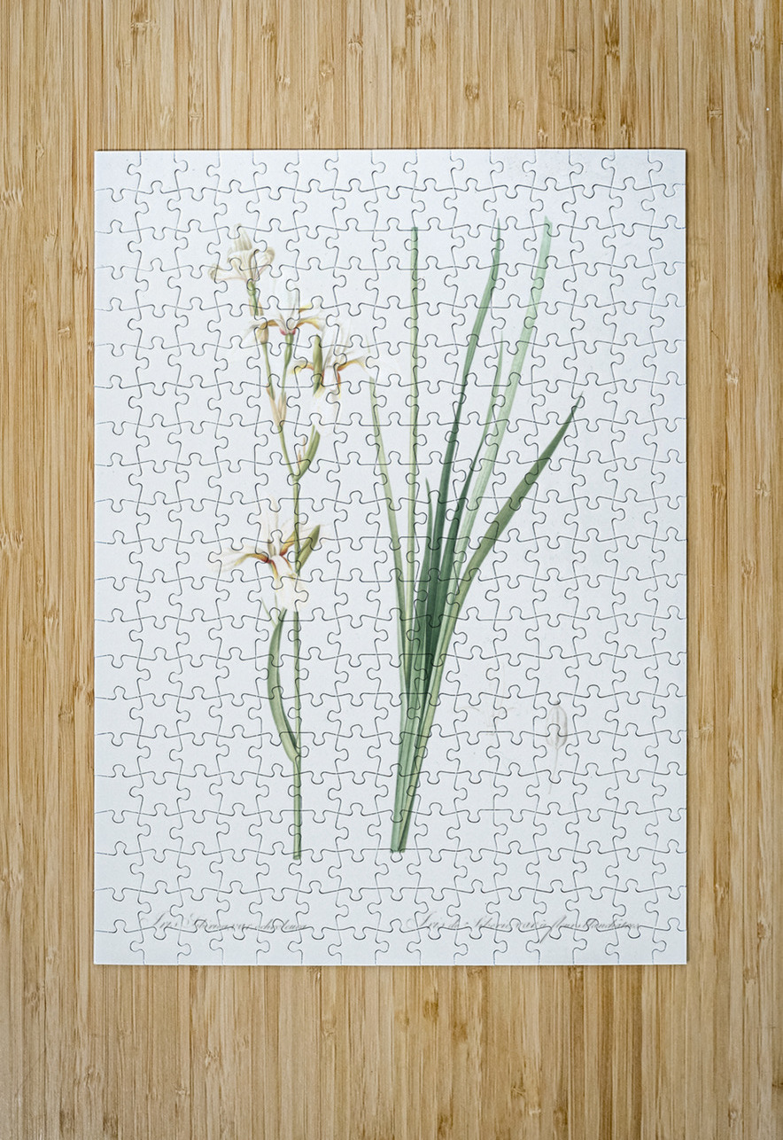 Siberian iris illustration  IStockHistory com Puzzle printing