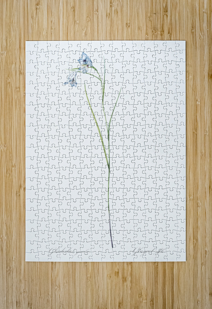 Broadleaf wild leek illustration  IStockHistory com Puzzle printing