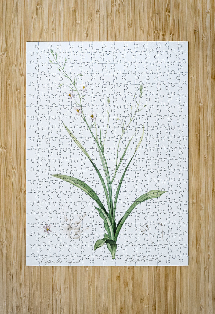 Lady hand illustration  IStockHistory com Puzzle printing