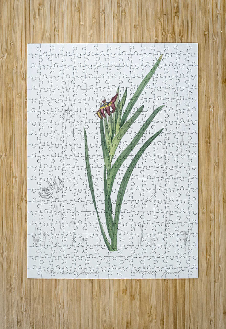 Spider iris illustration  IStockHistory com Puzzle printing