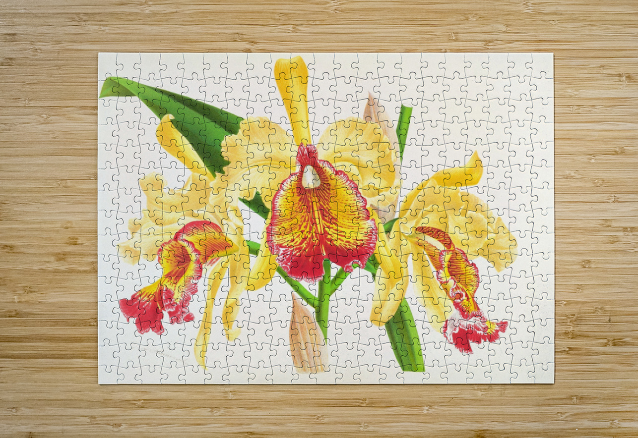 Cattleya Aurea IStockHistory com Puzzle printing