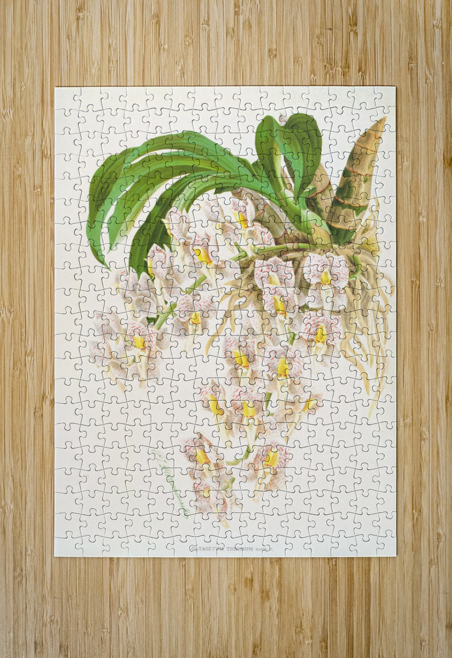 Catasetum tigrinum IStockHistory com Puzzle printing