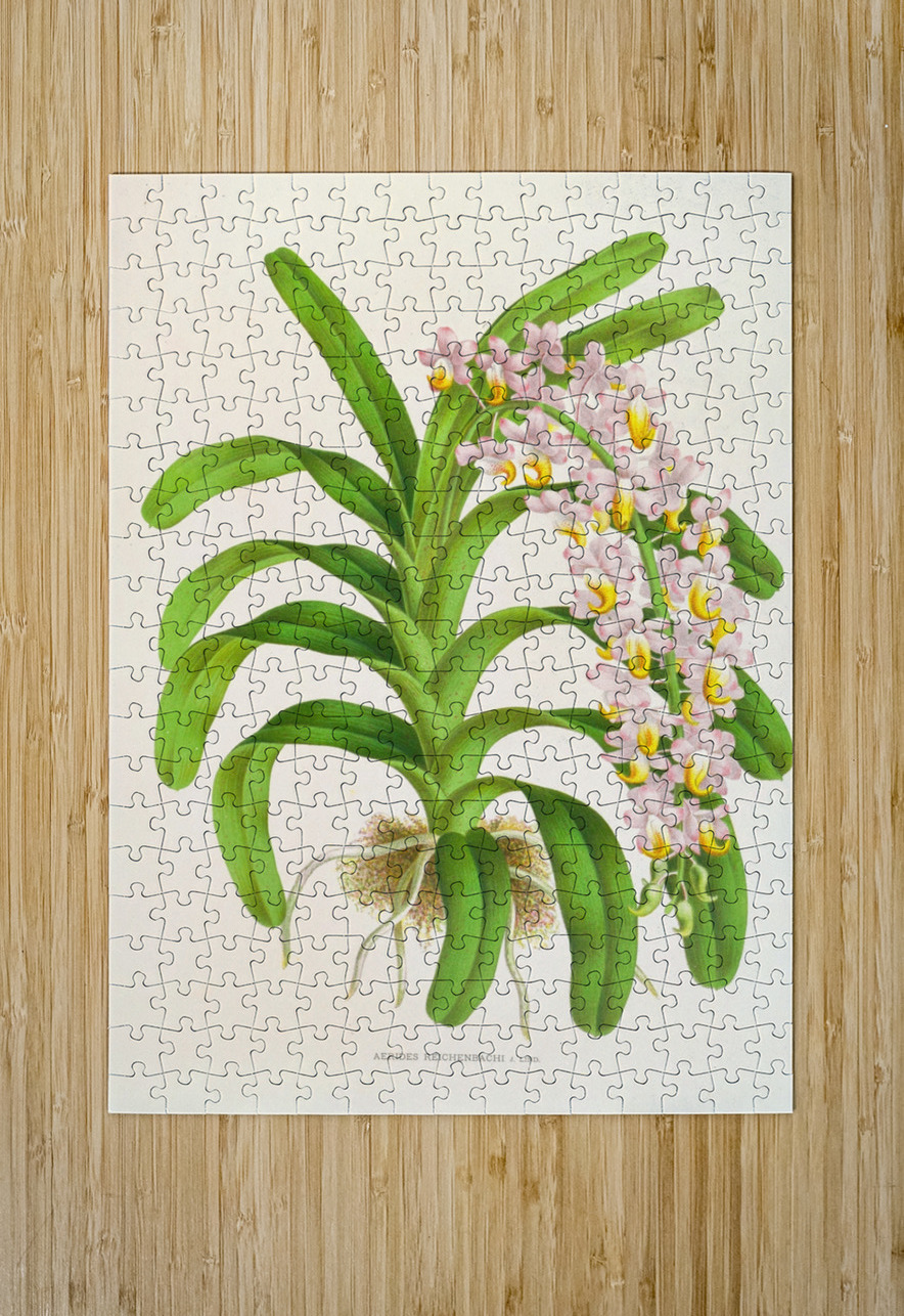 Aerides Reichenbach IStockHistory com Puzzle printing