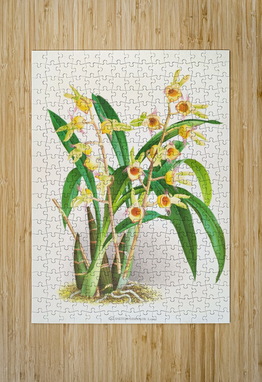 Catasetum Discolor IStockHistory com Puzzle printing