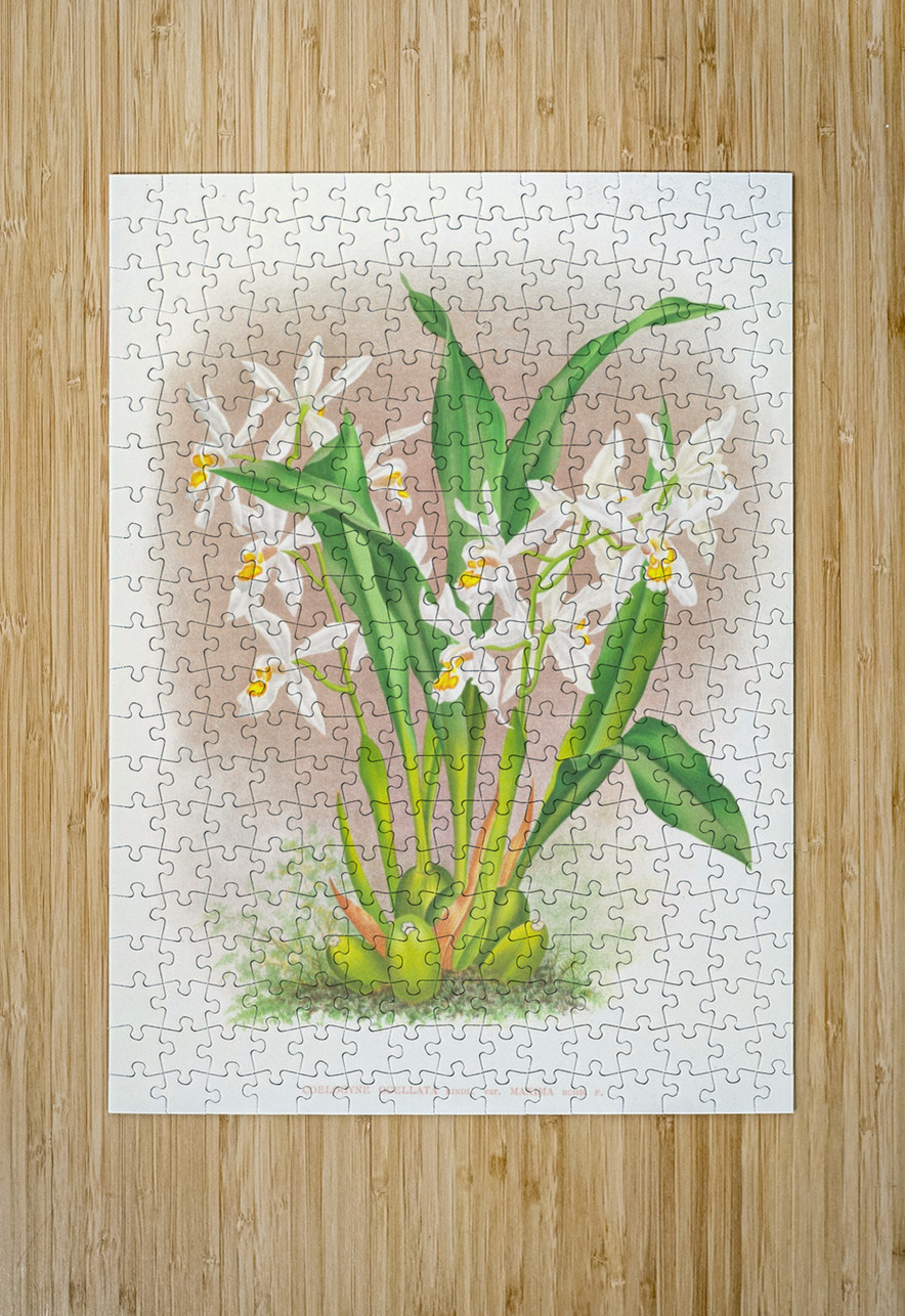 Coelogyne ocellata IStockHistory com Puzzle printing