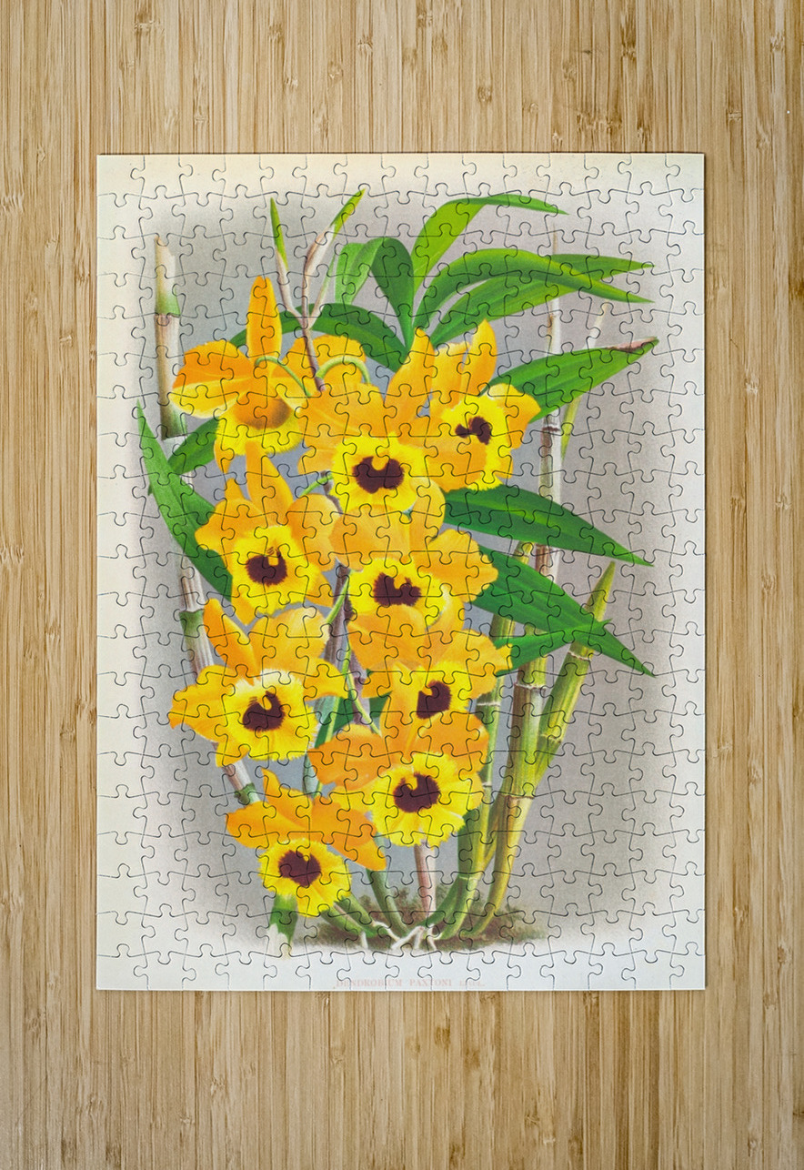 Dendrobium paxtoni IStockHistory com Puzzle printing