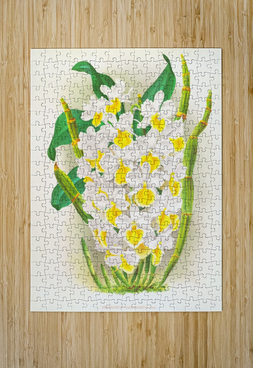 Dendrobium galliceanum IStockHistory com Puzzle printing