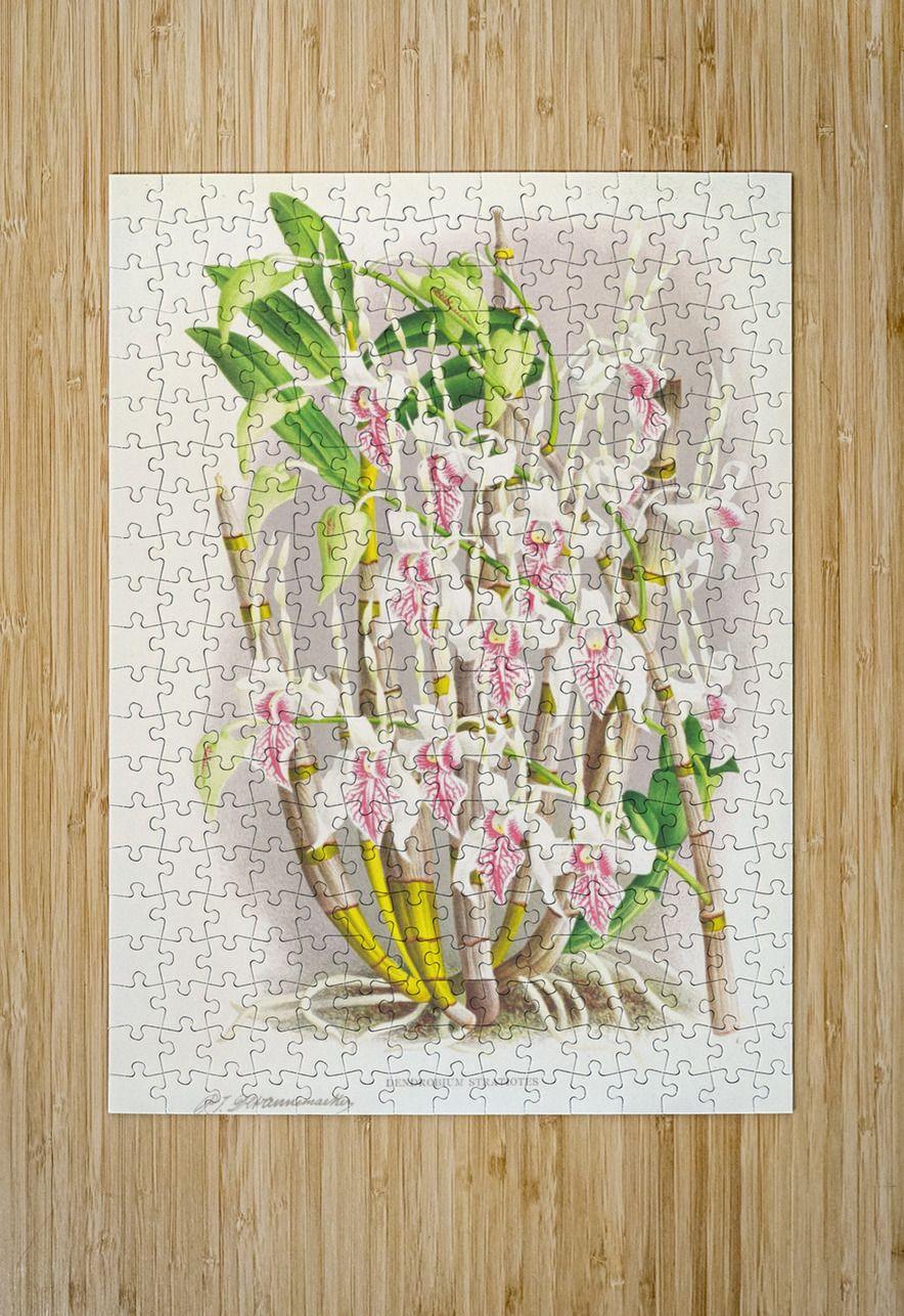 Dendrobium stratiotes IStockHistory com Puzzle printing
