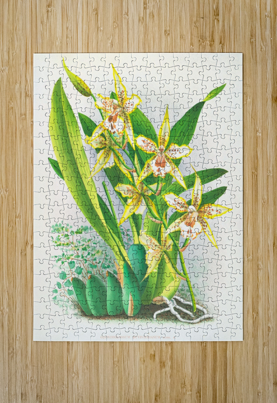 Odontoglossum duvivierianum IStockHistory com Puzzle printing
