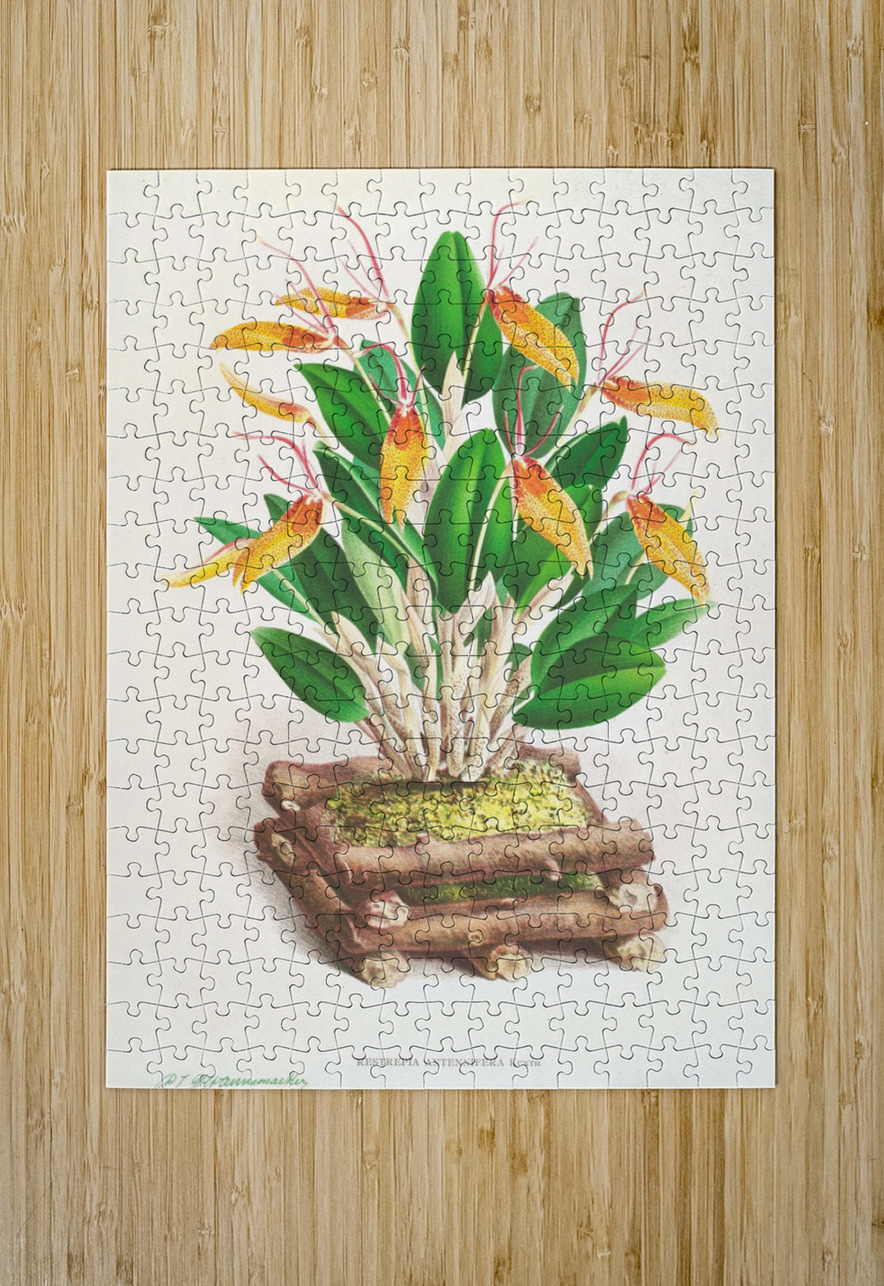 Restrepia antennifera IStockHistory com Puzzle printing