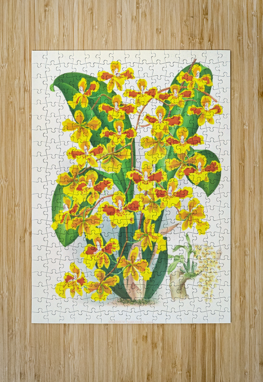 Oncidium sarcodes IStockHistory com Puzzle printing