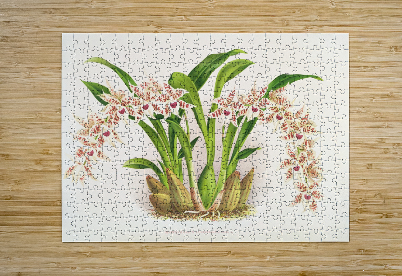 Odontoglossum lucianianum IStockHistory com Puzzle printing