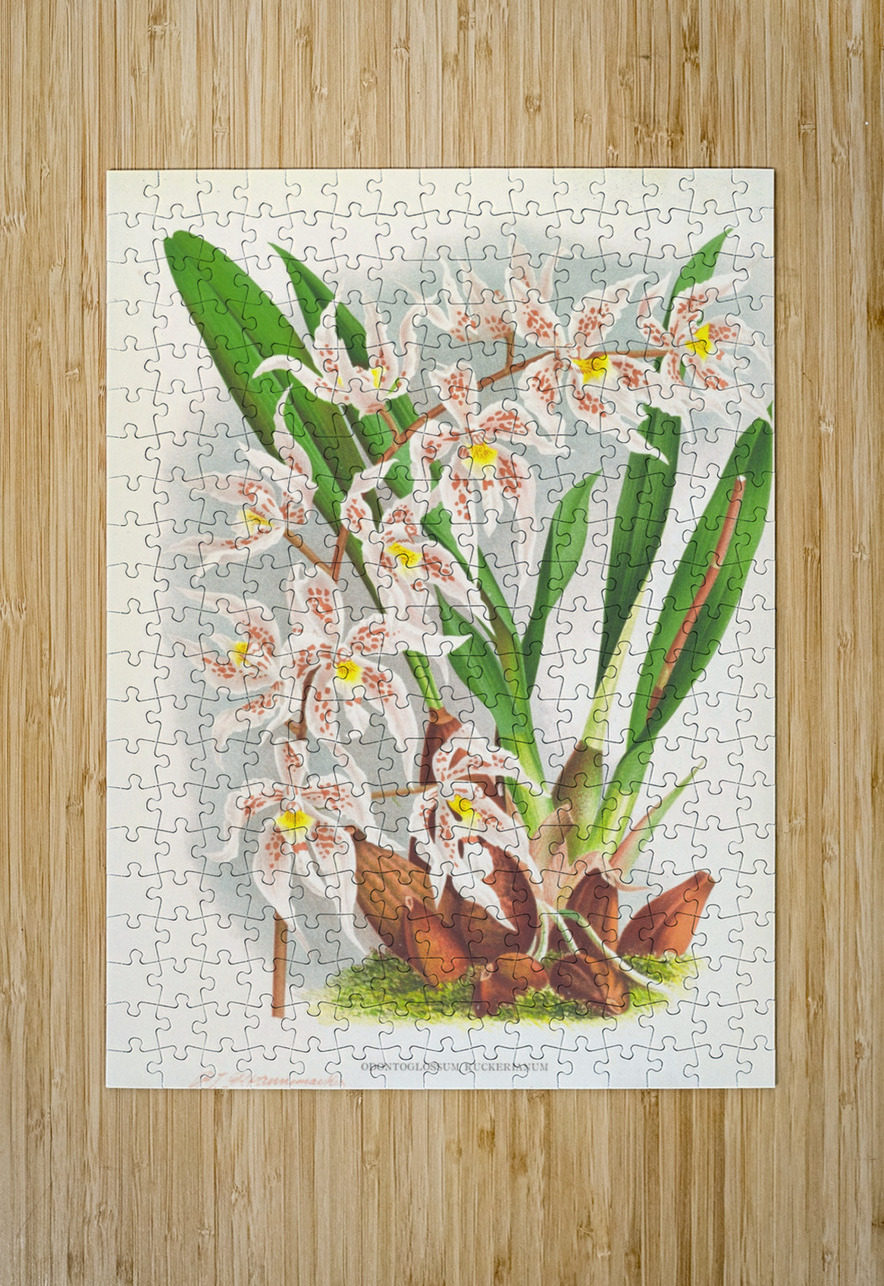 Odontoglossum Ruckerianum IStockHistory com Puzzle printing
