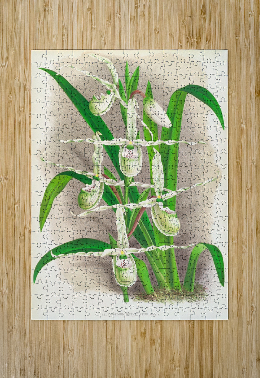Selenipedium Reticulatum IStockHistory com Puzzle printing