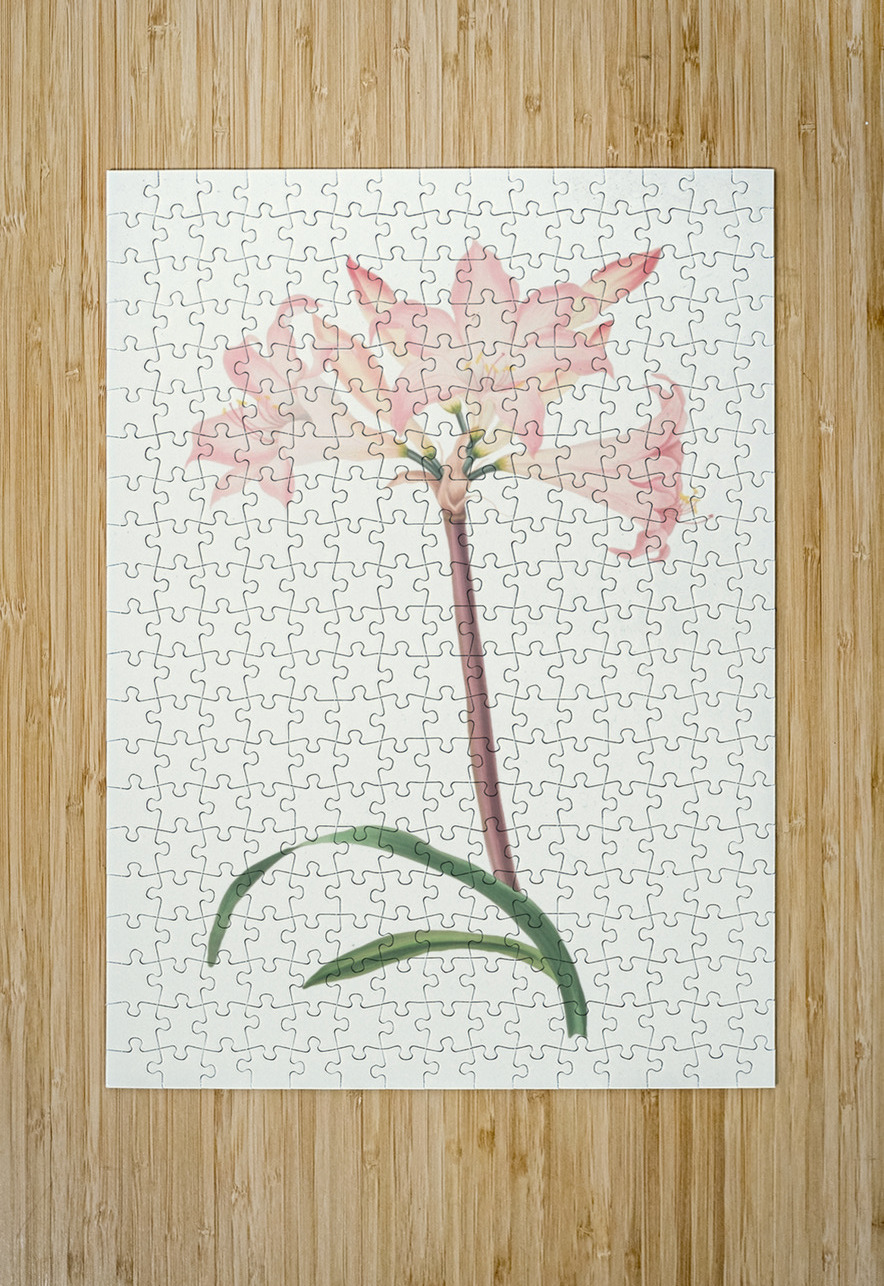 Amaryllis Belladonna 1834 IStockHistory com Puzzle printing