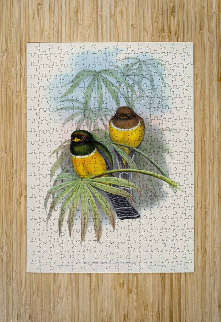 John Gould trogons 006 IStockHistory com Puzzle printing