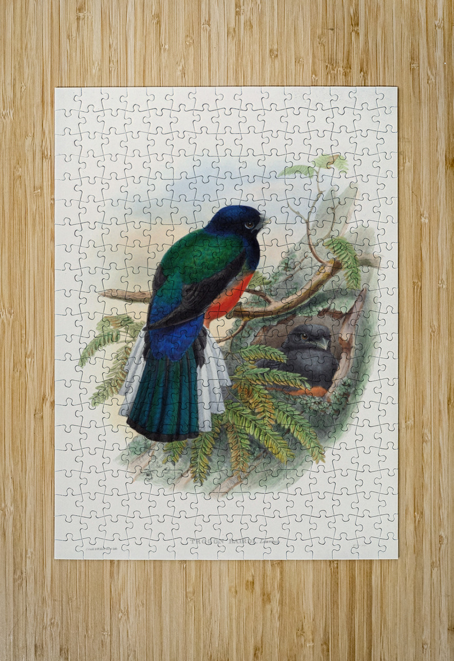 John Gould trogons 031 IStockHistory com Puzzle printing