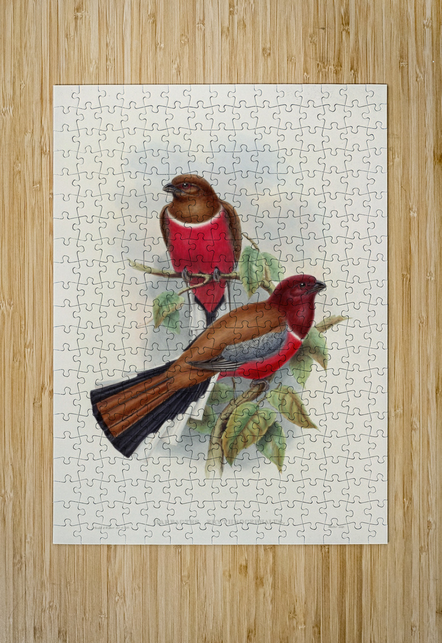 John Gould trogons 047 IStockHistory com Puzzle printing
