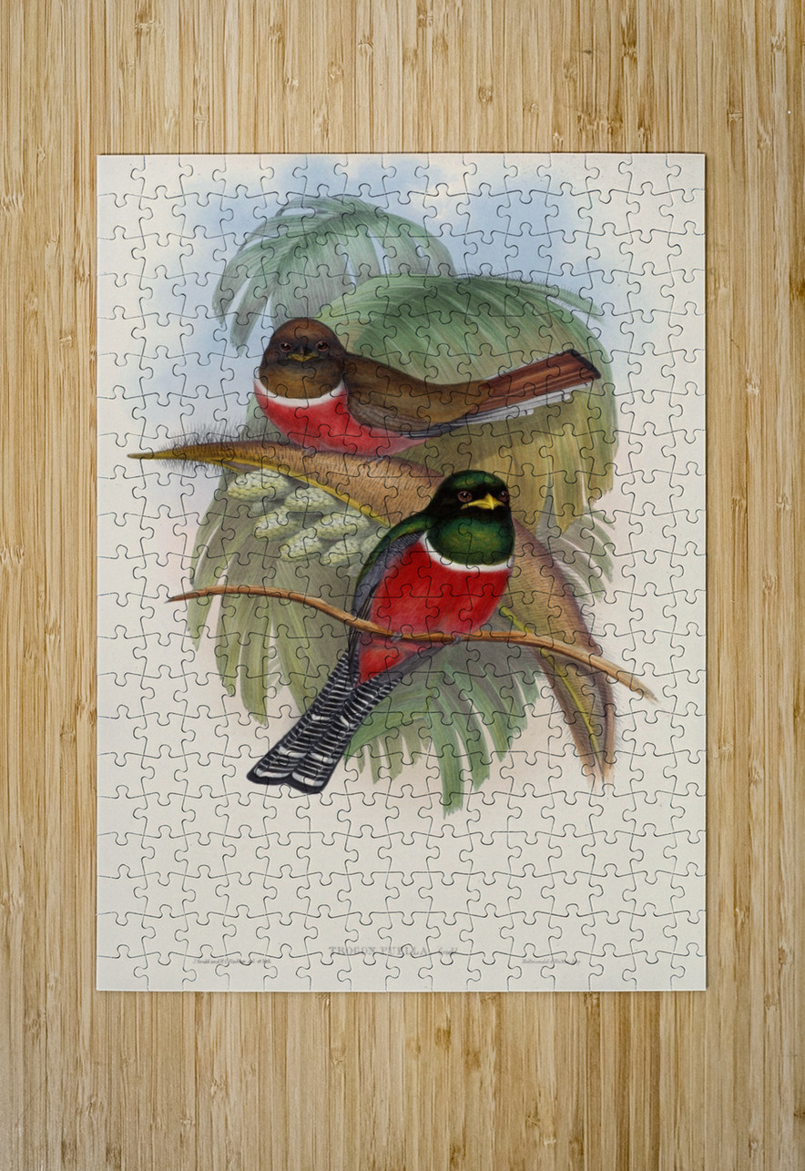 John Gould trogons 005 IStockHistory com Puzzle printing