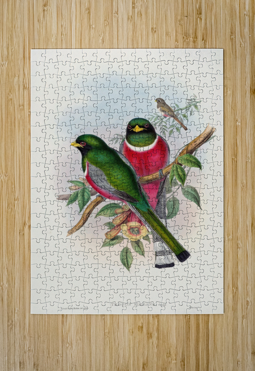 John Gould trogons 016 IStockHistory com Puzzle printing