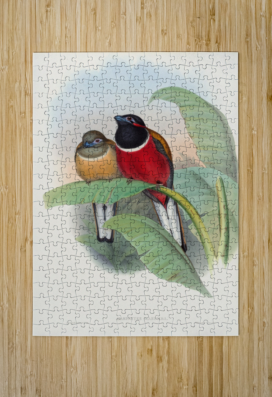 John Gould trogons 023 IStockHistory com Puzzle printing
