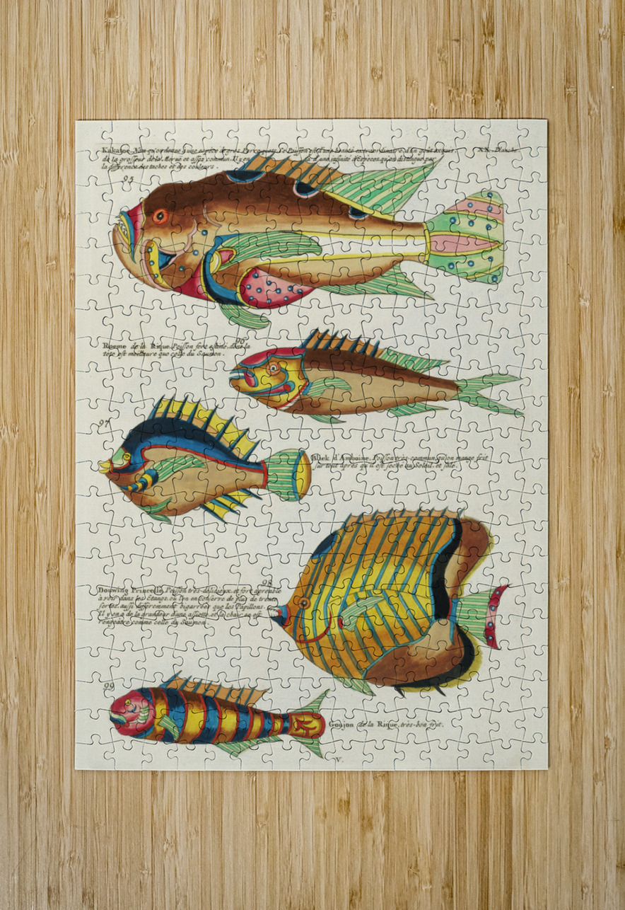 Colourful and surreal illustrations of fishes found in Moluccas Indonesia and the East Indies by Louis Renard 1678 -1746 from Histoire naturelle des plus rares curiositez de la mer des Indes 1754. IStockHistory com Puzzle printing